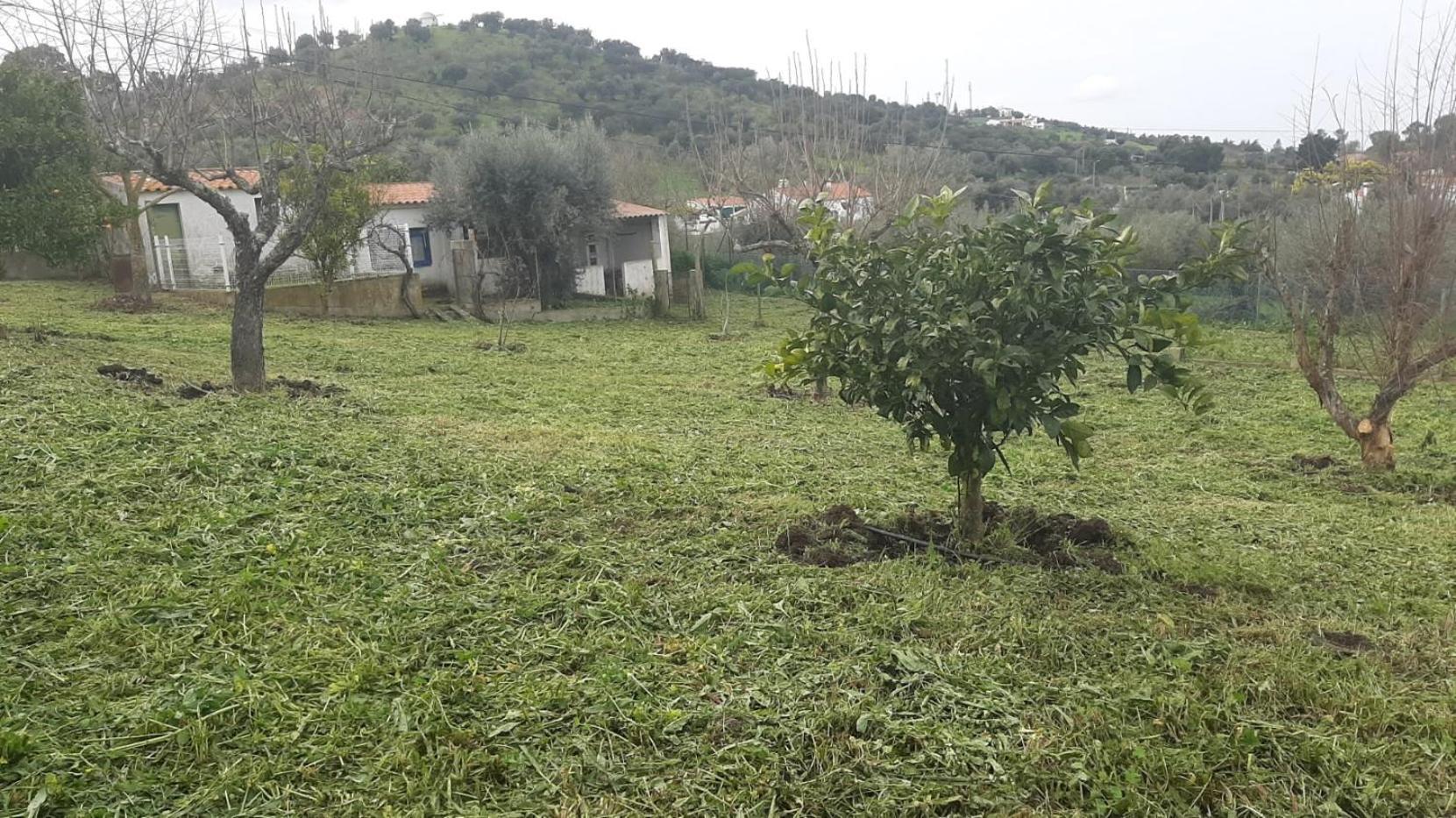 Casa Das 3 Palmeiras Arraiolos Bagian luar foto